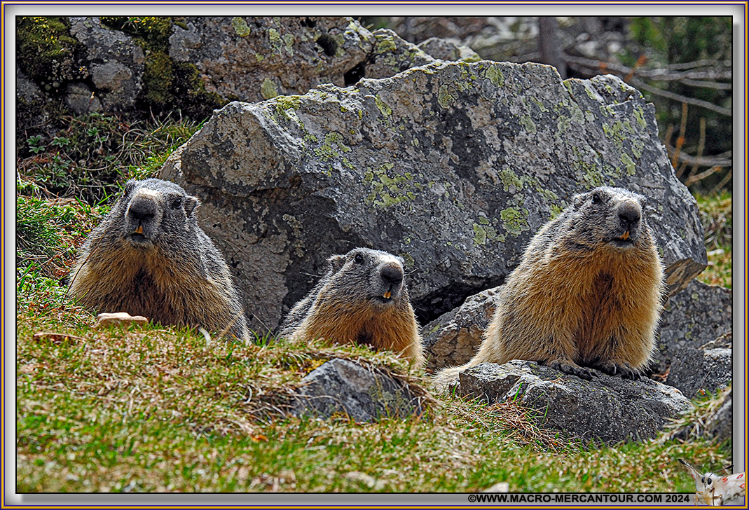 MARMOTTES